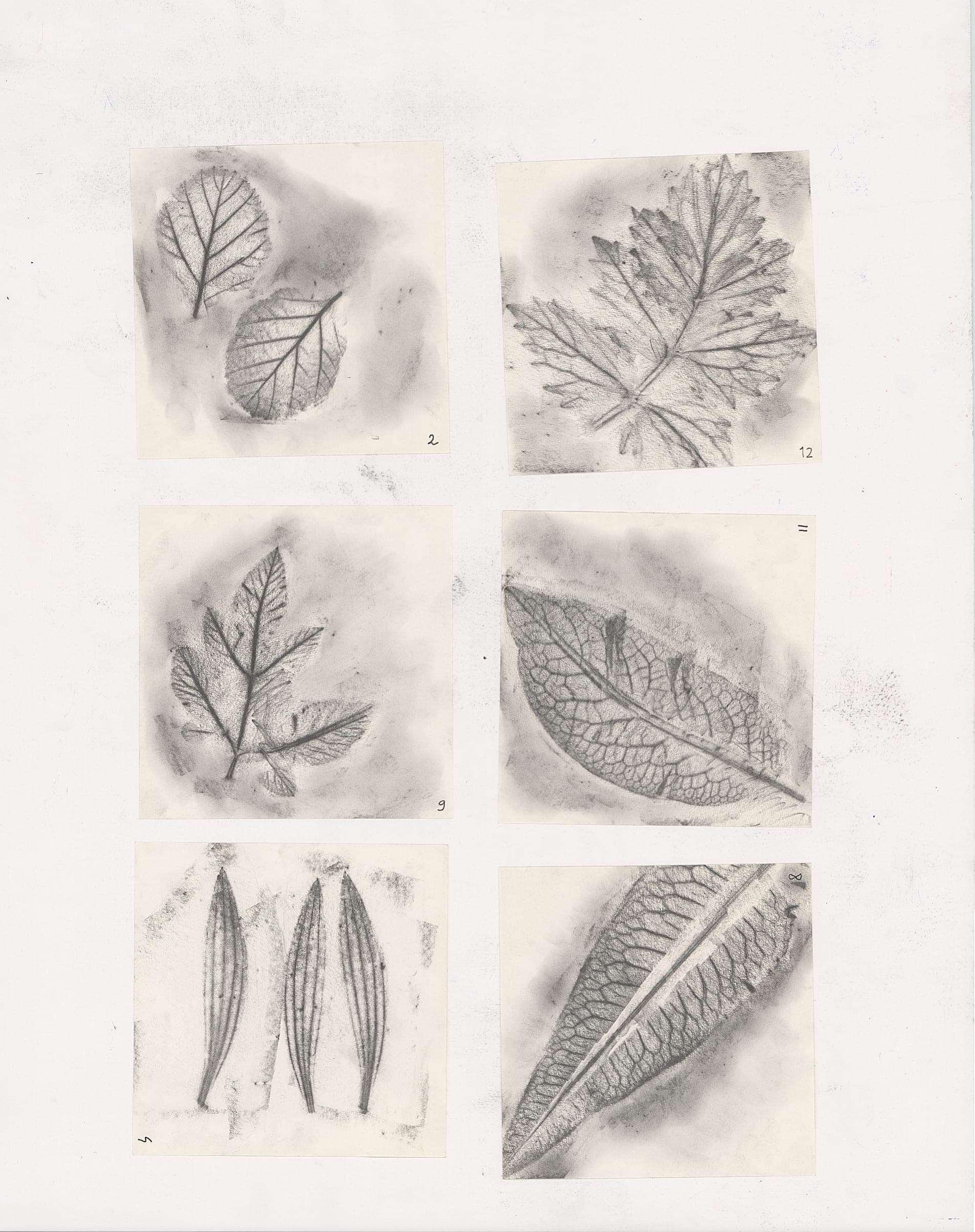 scan of grey pencil rubbings of leaves