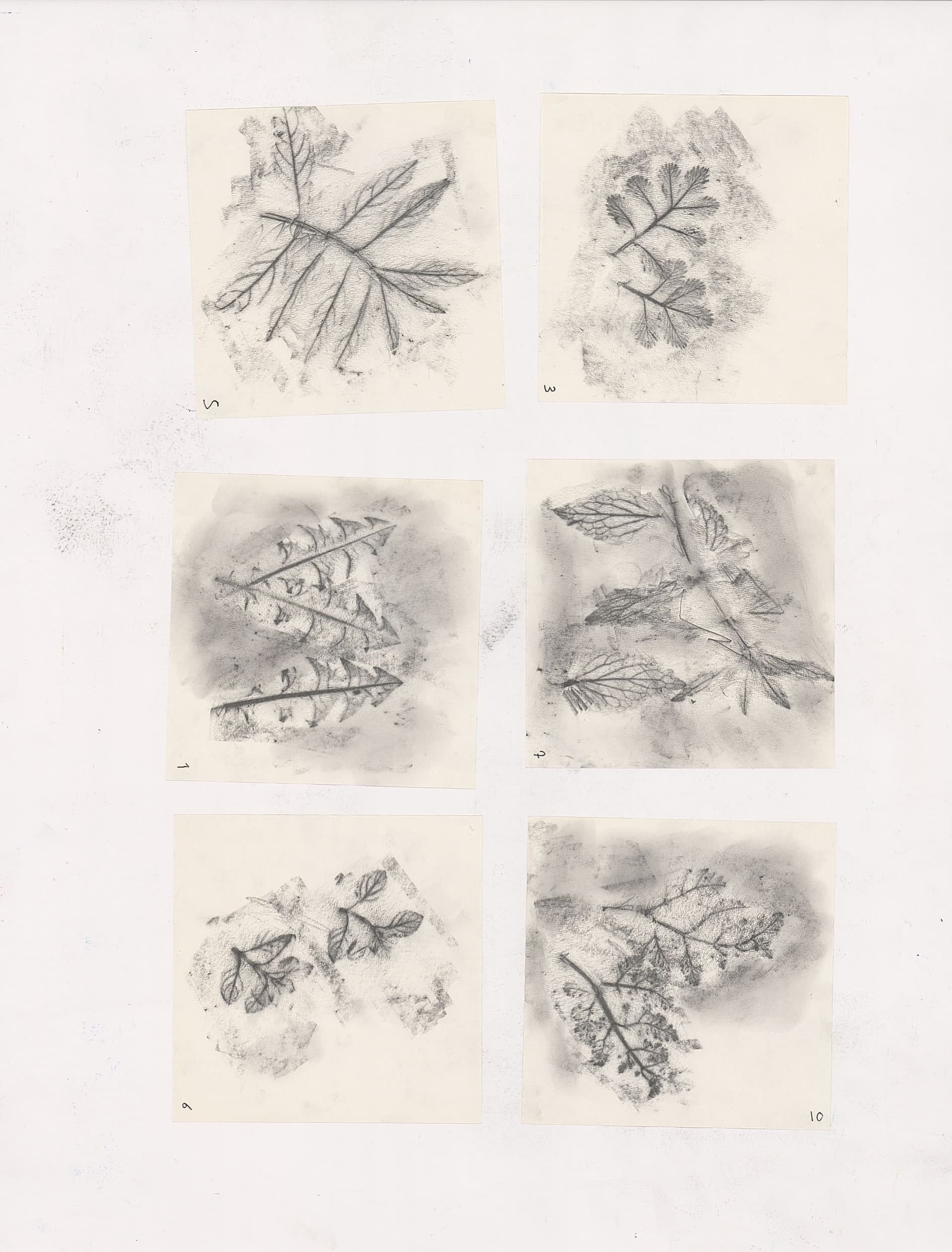scan of grey pencil rubbings of leaves